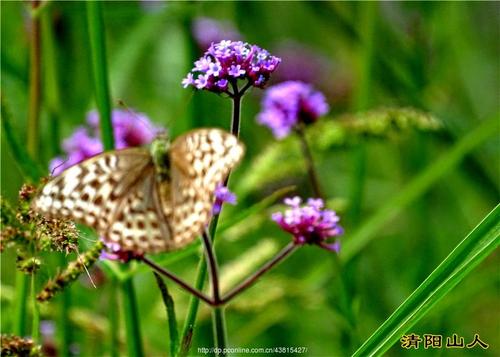 成都限号开车怎么处罚