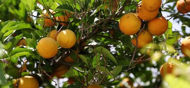 世界十大最贵水果（世界上最贵的水果前十名） 7