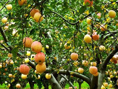 “隰县玉露香梨”已正式获得国家地理标志证明