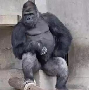 大猩猩都有专属注册商标了，你还不行动？