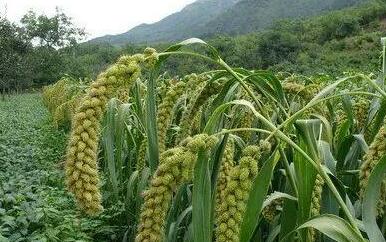 鄂尔多斯土特产来了!“乌审大红糜子”成功注册